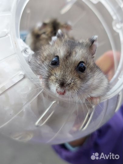 Джунгарский хомяк бесплатно