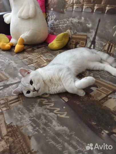 Шотландский кот