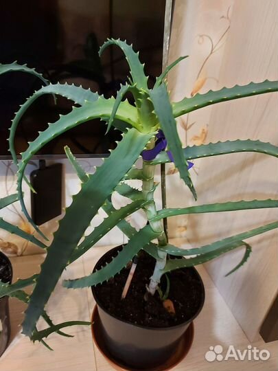 Алоэ столетник лечебный