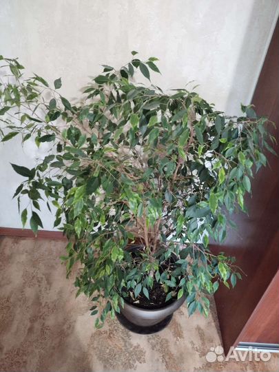 Фикус бенджамина большой
