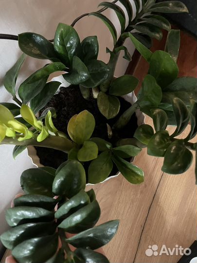 Замиокулькас Зензи