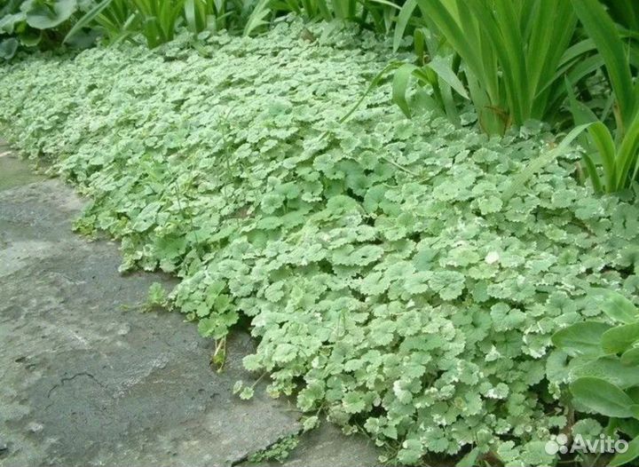 Растение Будра, почвопокровное, ампельное