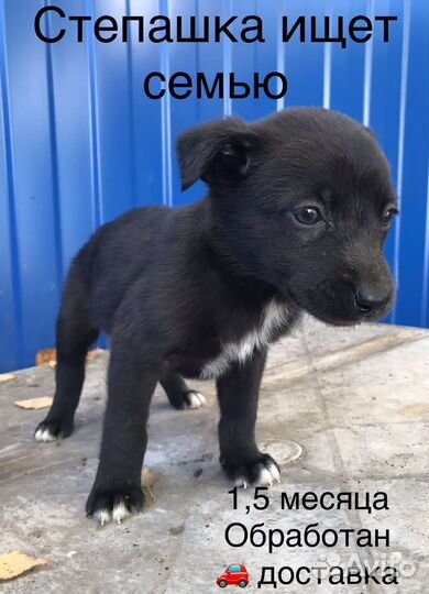 Щенулька в поисках семьи