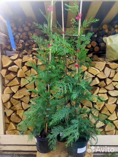 Купрессоципарис 