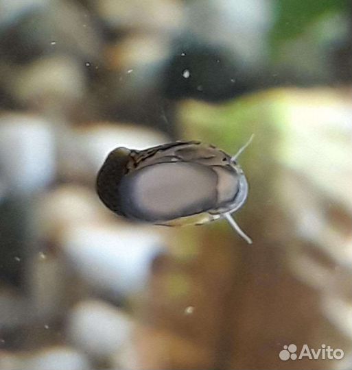 Теодоксус улитка