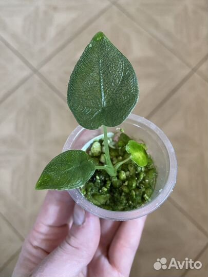 Алоказия Анторо Вельвет, Розовый дракон