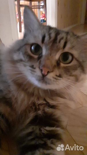 Котик ищет хозяина