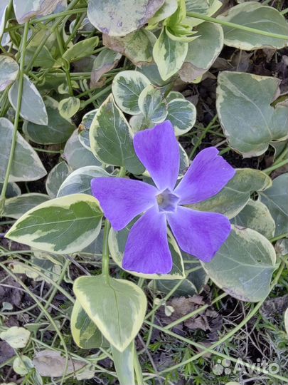 Барвинок пестролистный