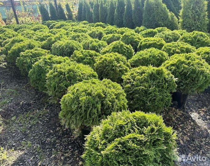 Туя западная Даника с доставкой