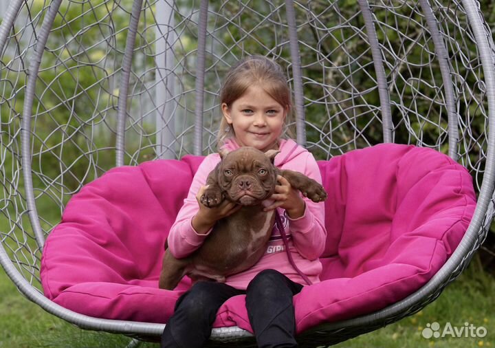 Американский булли микро экзот