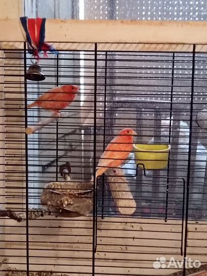 Кенара и канарейки