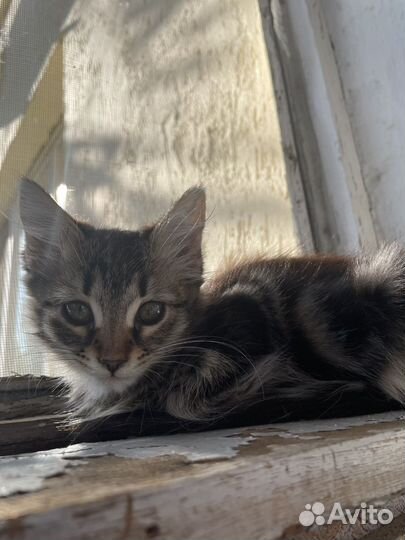 Кошка в дар