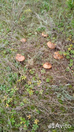 Свежие грибы зеленушка, рядовка