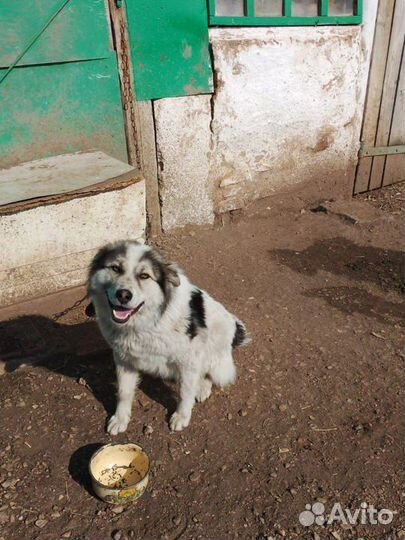 Собака в добрые руки отдам бесплатно