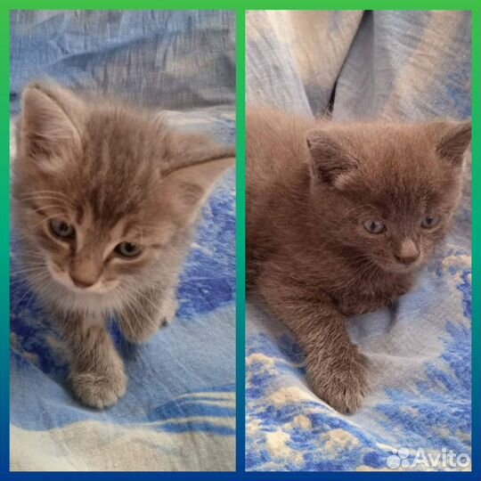 Котята в добрые руки