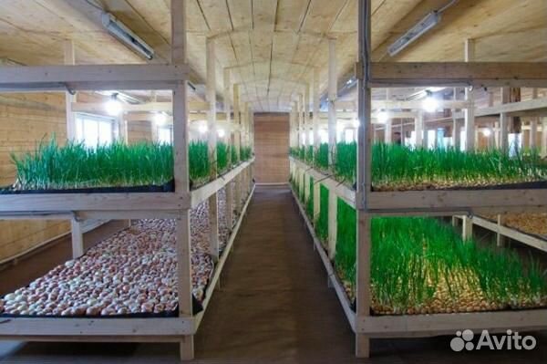 Зеленый лук оптом и в розницу