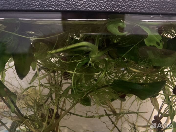 Рыбки гуппи