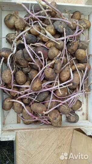 Семенной картофель