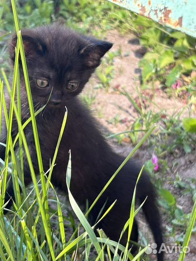 Котята бесплатно