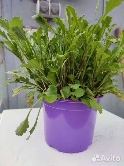 Рассада многолетник. ромашка