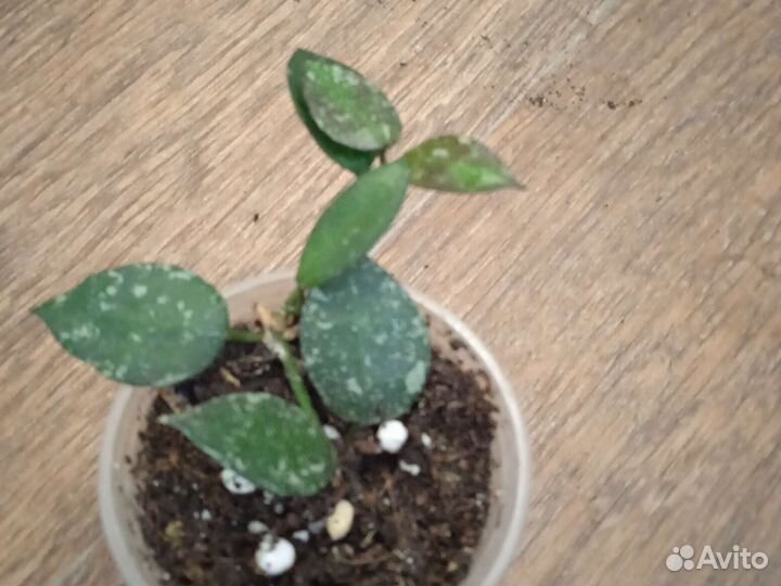 Филодендроны,хойя,алоказия