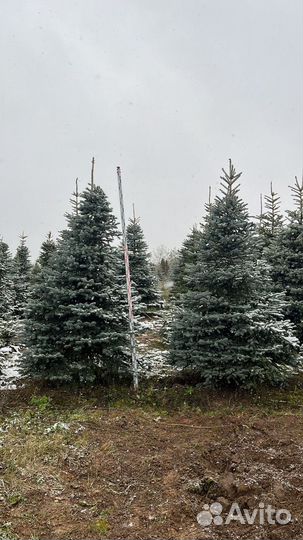 Ель голубая