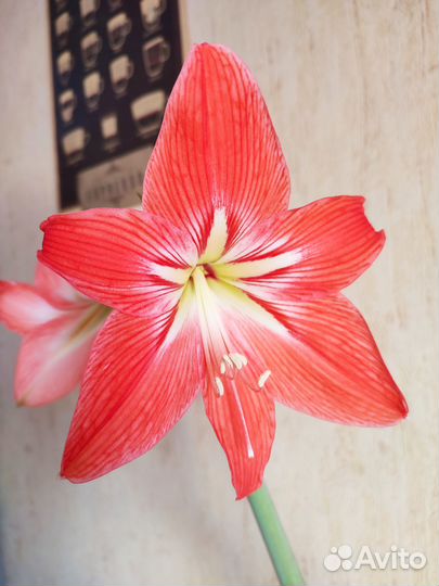 Амариллис цветущий