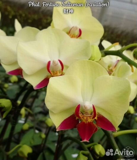 Орхидея фаленопсис Fortune Saltzman