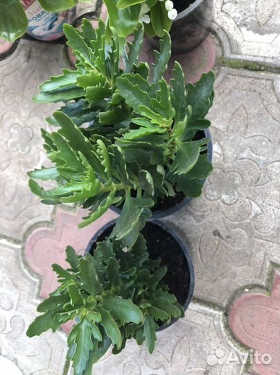 Лантана, плющелистная пеларгония, каланхое, колеус