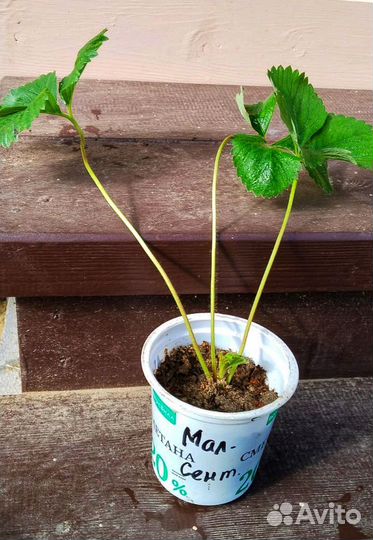 Рассада клубники саженцы усы