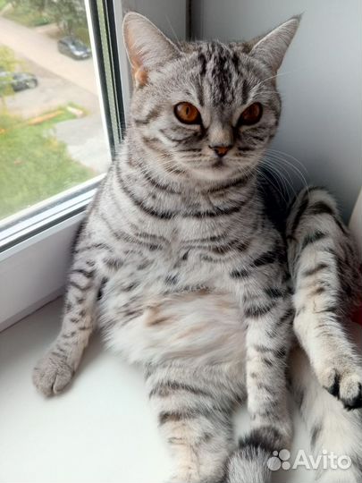 Шотландская кошечка