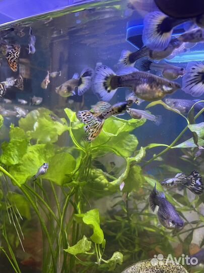 Гуппи и Меченосцы