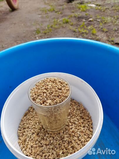 Семена полусахарной кормовой свеклы