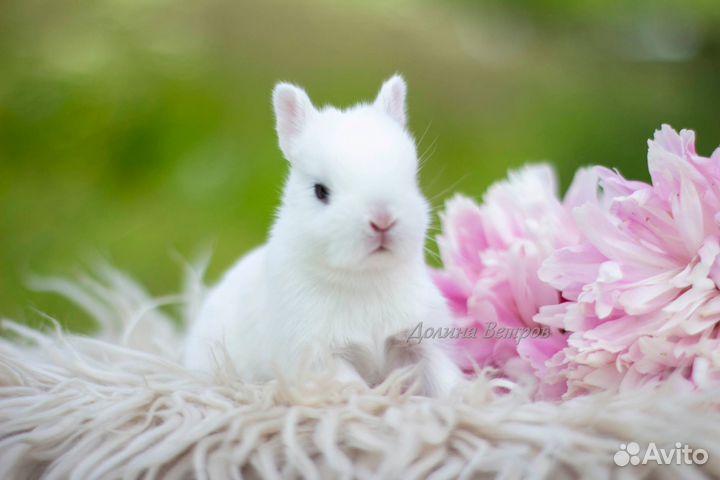 Карликовый кролик хотот девочка