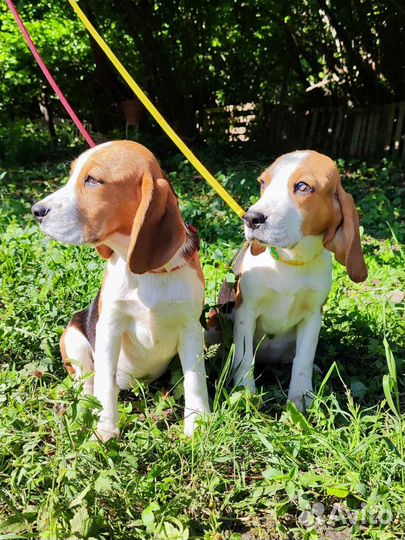 Щенки бигль