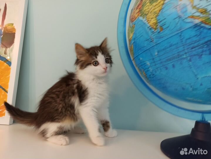 Очень милый котенок