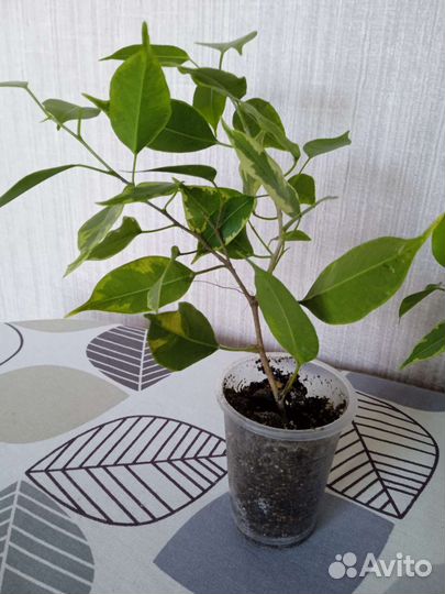 Фикус пестролистный