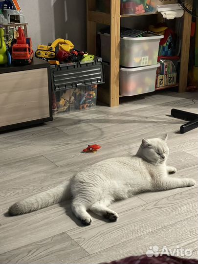 Кот шотландец ищет кошечку