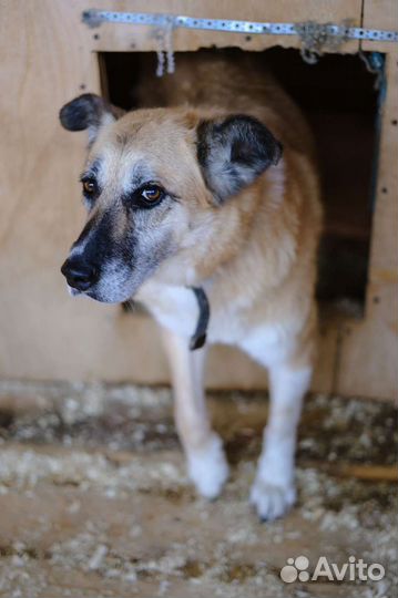 Спокойная собака из приюта для квартиры бесплатно