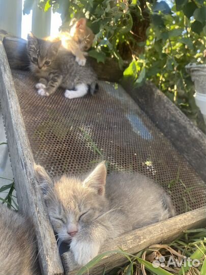 Котята в добрые руки 2 месяца
