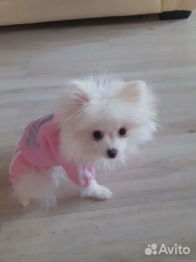 Одежда для маленьких собак