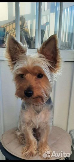 Вязка Йоркширский терьер