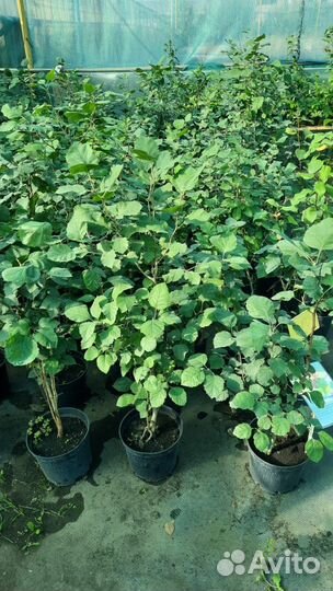 Саженцы боярышника, малины, ирга, клубника