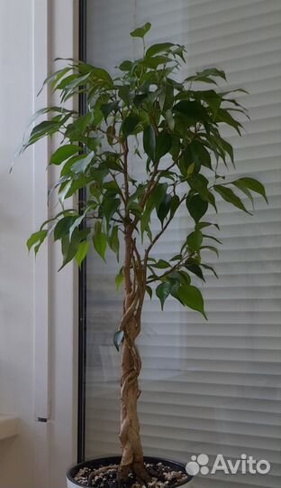 Комнатное растение Бенджамин