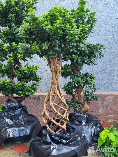 Фикус бонсай