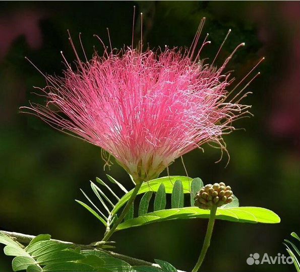 Акация ленкоранская, Альбиция