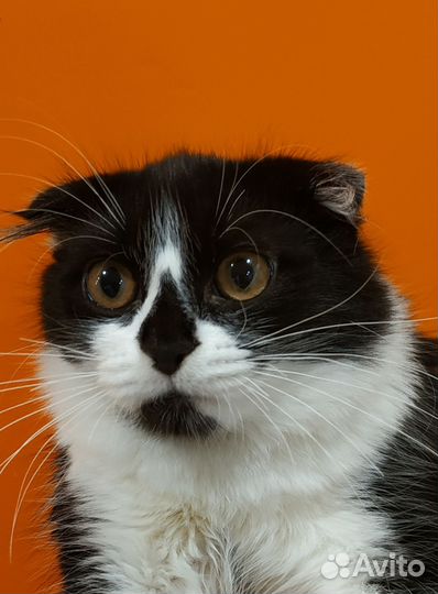 Чаплин ищет Дом