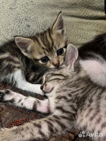 Котики в добрые руки