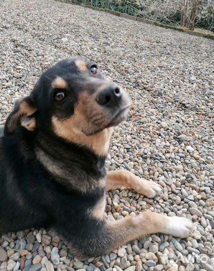 Умный молодой пёс в добрые руки