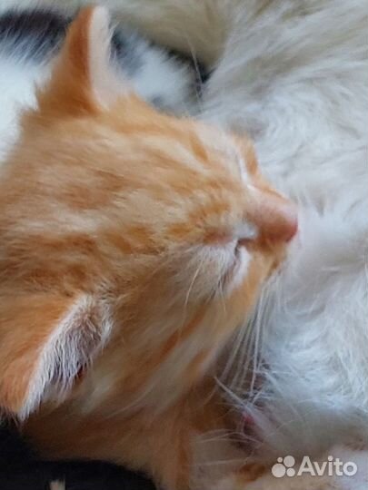 Котята в добрые руки бесплатно